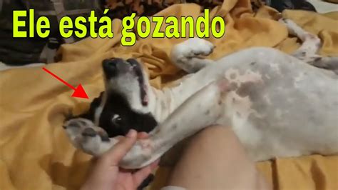 gozando na buceta da cachorra|Zoofiliasexo homem gozando na buceta da cachorra